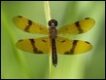 Perithemis-undescribed-Dancing-Flatwing_thumb.jpg