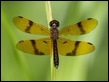 Perithemis undescribed (Dancing Flatwing)