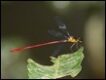 Red-and-Black-Flatwing_thumb.jpg