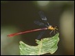 Red and Black Flatwing